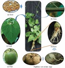 Attēlu rezultāti vaicājumam “Glyceria striata fruit”