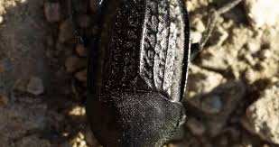 Attēlu rezultāti vaicājumam “Silphidae”