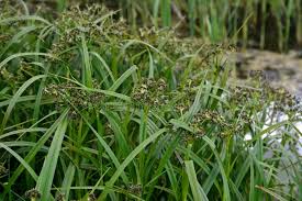 Attēlu rezultāti vaicājumam “Scirpus sylvaticus fruit”