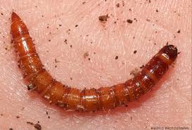 Attēlu rezultāti vaicājumam “Elateridae larva”