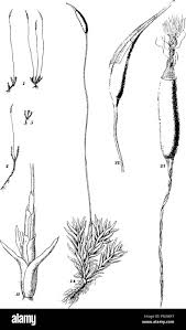 Attēlu rezultāti vaicājumam “Barbula convoluta sporophyte”