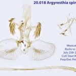 Attēlu rezultāti vaicājumam “Argyresthia spinosella”