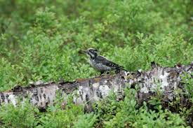 Attēlu rezultāti vaicājumam “Picoides tridactylus”