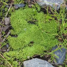 Attēlu rezultāti vaicājumam “Pohlia wahlenbergii”