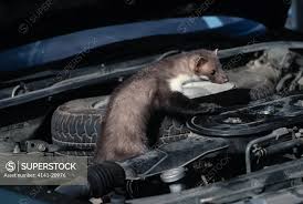 Attēlu rezultāti vaicājumam “Martes foina”