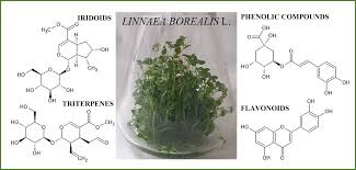 Attēlu rezultāti vaicājumam “Linnaea borealis fruit”