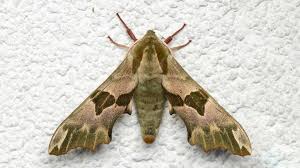 Attēlu rezultāti vaicājumam “Mimas tiliae”