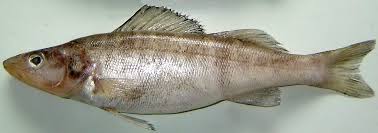 Image result for Sander canadensis