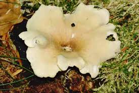 Attēlu rezultāti vaicājumam “Polyporus melanopus”