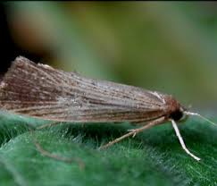 Attēlu rezultāti vaicājumam “Glyphipterigidae”