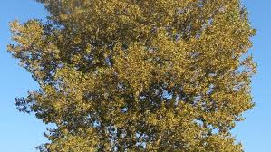 Attēlu rezultāti vaicājumam “Populus x canadensis”