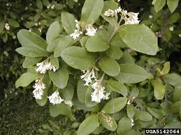 Attēlu rezultāti vaicājumam “Ligustrum vulgare”