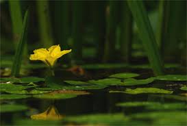 Image result for Seekanne