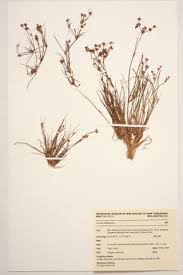 Attēlu rezultāti vaicājumam “Juncus bulbosus”