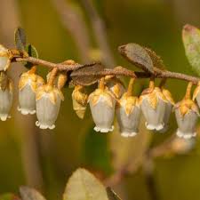 Attēlu rezultāti vaicājumam “Chamaedaphne calyculata leaf”