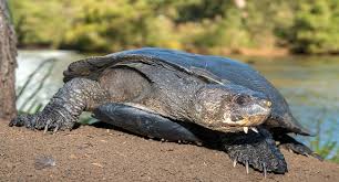 Attēlu rezultāti vaicājumam “Tortula lingulata macro”