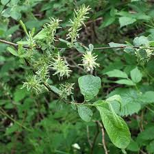 Attēlu rezultāti vaicājumam “Salix cinerea”