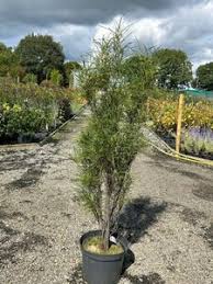 Attēlu rezultāti vaicājumam “Frangula alnus flower”
