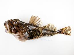 Image result for Myoxocephalus octodecemspinosus