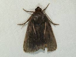 Attēlu rezultāti vaicājumam “Amphipyra livida”