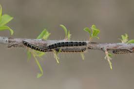 Attēlu rezultāti vaicājumam “Eriogaster lanestris”