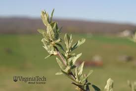 Attēlu rezultāti vaicājumam “Enteridium olivaceum young”