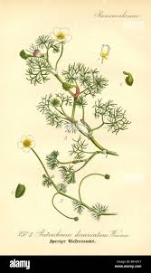 Attēlu rezultāti vaicājumam “Batrachium”