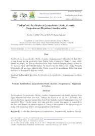 Attēlu rezultāti vaicājumam “Barbilophozia lycopodioides”