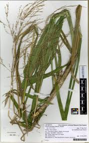 Attēlu rezultāti vaicājumam “Glyceria maxima leaf”