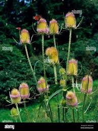 Image result for Dipsacus silvestris