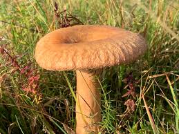 Attēlu rezultāti vaicājumam “Lactarius torminosus”