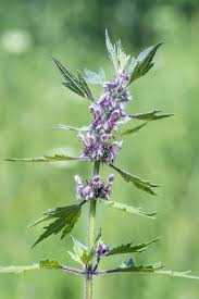 Attēlu rezultāti vaicājumam “Leonurus quinquelobatus”