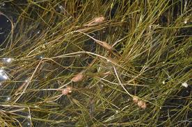 Attēlu rezultāti vaicājumam “Potamogeton trichoides”