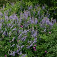 Attēlu rezultāti vaicājumam “Galega orientalis fruit”