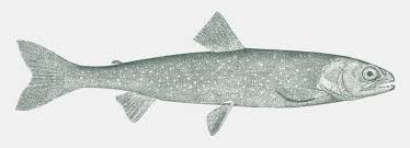 Image result for Salvelinus alpinus oquassa