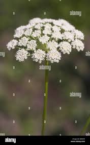 Attēlu rezultāti vaicājumam “Libanotis montana”