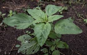 Attēlu rezultāti vaicājumam “Amaranthus retroflexus leaf”