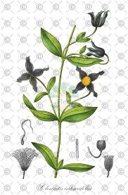 Attēlu rezultāti vaicājumam “Caltha palustris fruit”