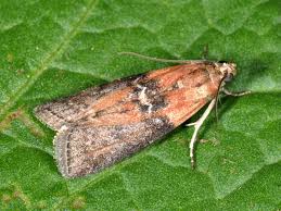 Attēlu rezultāti vaicājumam “Sciota adelphella”