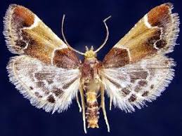 Attēlu rezultāti vaicājumam “Pyralis farinalis”