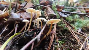 Attēlu rezultāti vaicājumam “Collybia cirrhata”