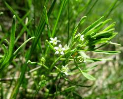 Attēlu rezultāti vaicājumam “Thesium ebracteatum”