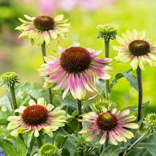 Image result for Sonnenhut