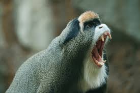 Image result for geeuw