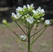 Attēlu rezultāti vaicājumam “Capsella bursa-pastoris flower”