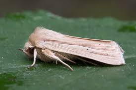 Attēlu rezultāti vaicājumam “Mythimna impura”