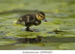 Attēlu rezultāti vaicājumam “Anas platyrhynchos juvenile”