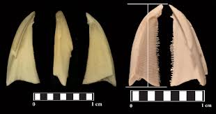 Image result for Mesocentrotus franciscanus