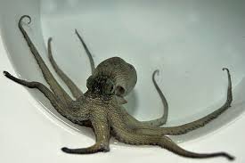 Image result for Octopus vulgaris