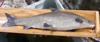 Image result for Cycleptus elongatus